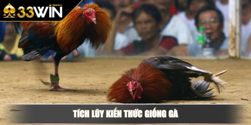 Đá Gà Cựa Dao - Đỉnh Cao Đối Kháng, Cược Nhanh Thắng Lớn 4 Tích lũy kiến thức giống gà