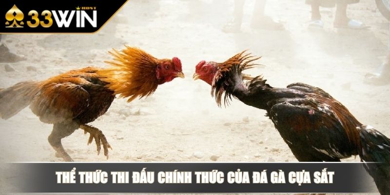 Đá Gà Cựa Sắt - Trải Nghiệm Cược Thực Chiến Kịch Tính 2 Thể thức thi đấu chính thức của đá gà cựa sắt