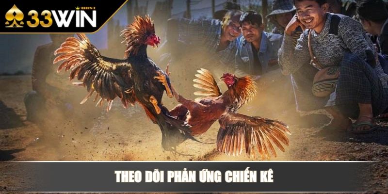 Đá Gà Cựa Sắt - Trải Nghiệm Cược Thực Chiến Kịch Tính 4 Theo dõi phản ứng chiến kê