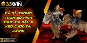 Đá Gà Thomo - Trọn Bộ Hình Thức Thi Đấu & Kèo Cược Tại 33WIN