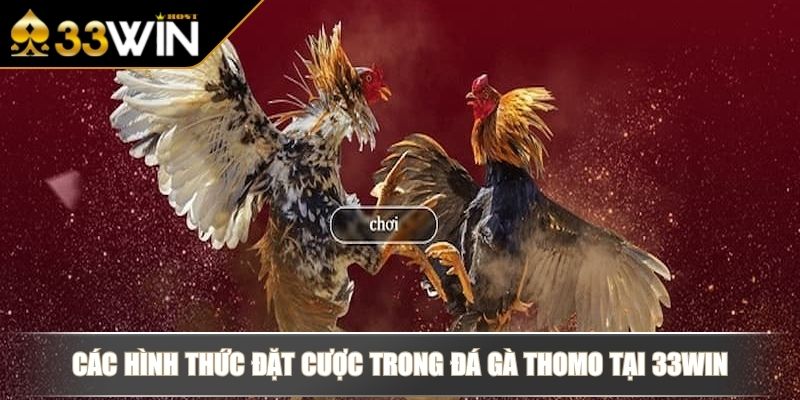 Đá Gà Thomo - Trọn Bộ Hình Thức Thi Đấu & Kèo Cược Tại 33WIN 4 Các hình thức đặt cược trong đá gà Thomo tại 33WIN