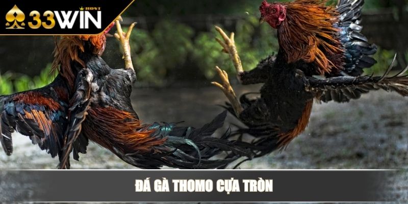 Đá Gà Thomo - Trọn Bộ Hình Thức Thi Đấu & Kèo Cược Tại 33WIN 3 Đá gà Thomo cựa tròn