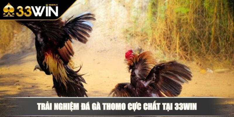 Đá Gà Thomo - Trọn Bộ Hình Thức Thi Đấu & Kèo Cược Tại 33WIN 2 Trải nghiệm đá gà Thomo cực chất tại 33WIN